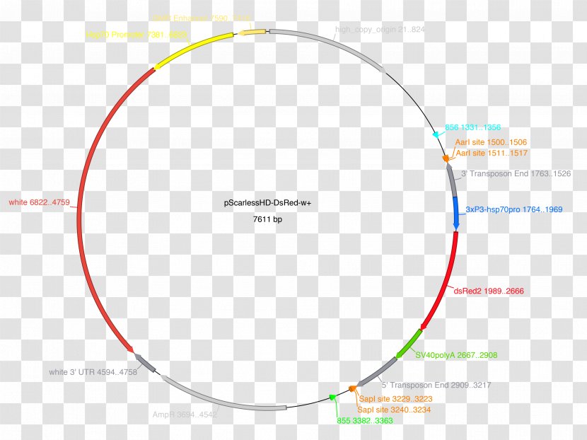 Brand Circle Angle Diagram - Area Transparent PNG