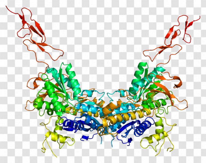 Metabotropic Glutamate Receptor 3 - 7 - 6 Transparent PNG