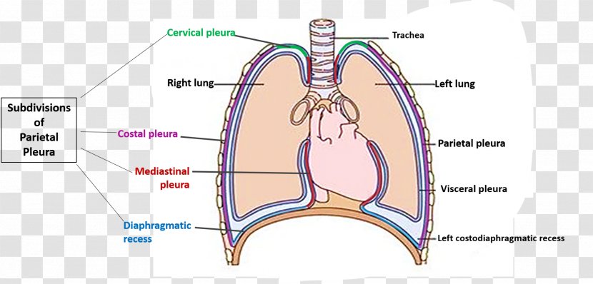 Joint Pulmonary Pleurae Pleural Cavity Anatomy Muscle - Frame - Lined Transparent PNG