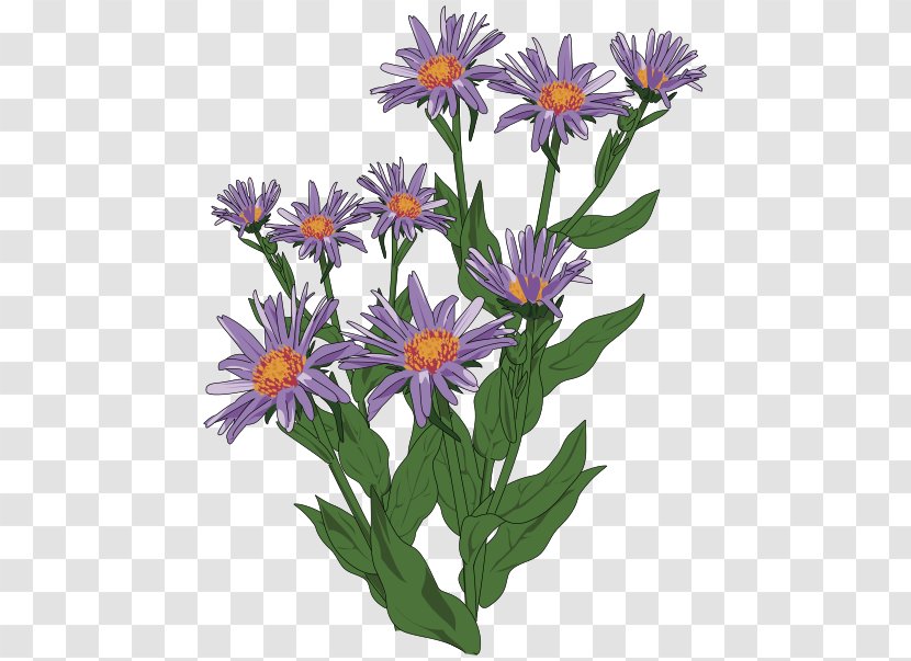 Aster Pyrenaeus Clip Art - Plant - Great Pyrenees Transparent PNG