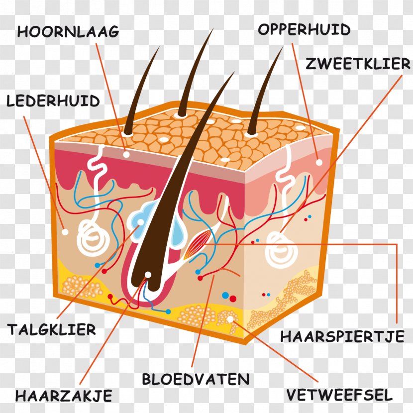 Human Skin Vitamin D Memrise Sunlight - Donor Transparent PNG