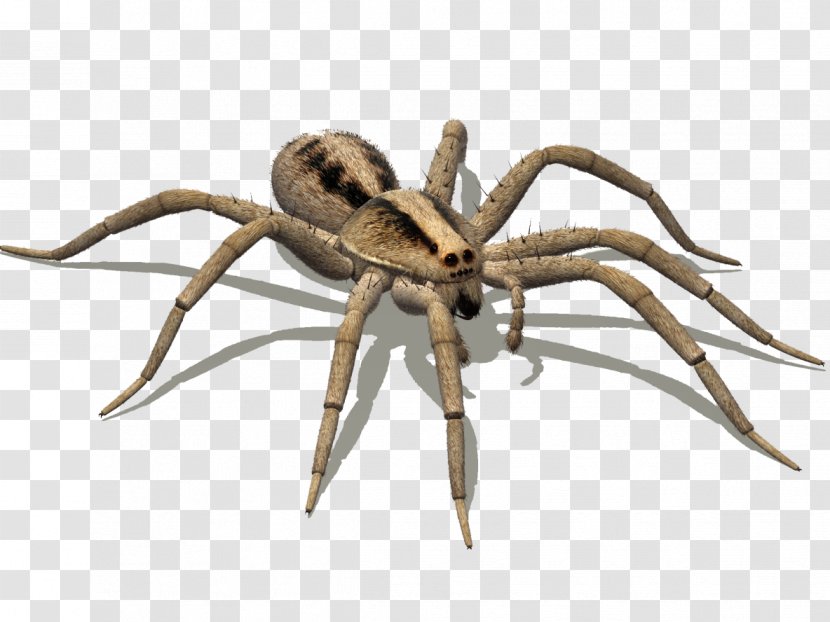 Widow Spiders Goliath Birdeater Pest Hobo Spider - Arachnid Transparent PNG