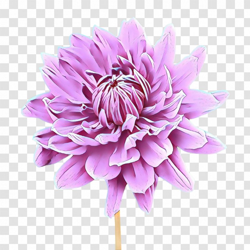 Dahlia Chrysanthemum Cut Flowers Purple - Pink Transparent PNG