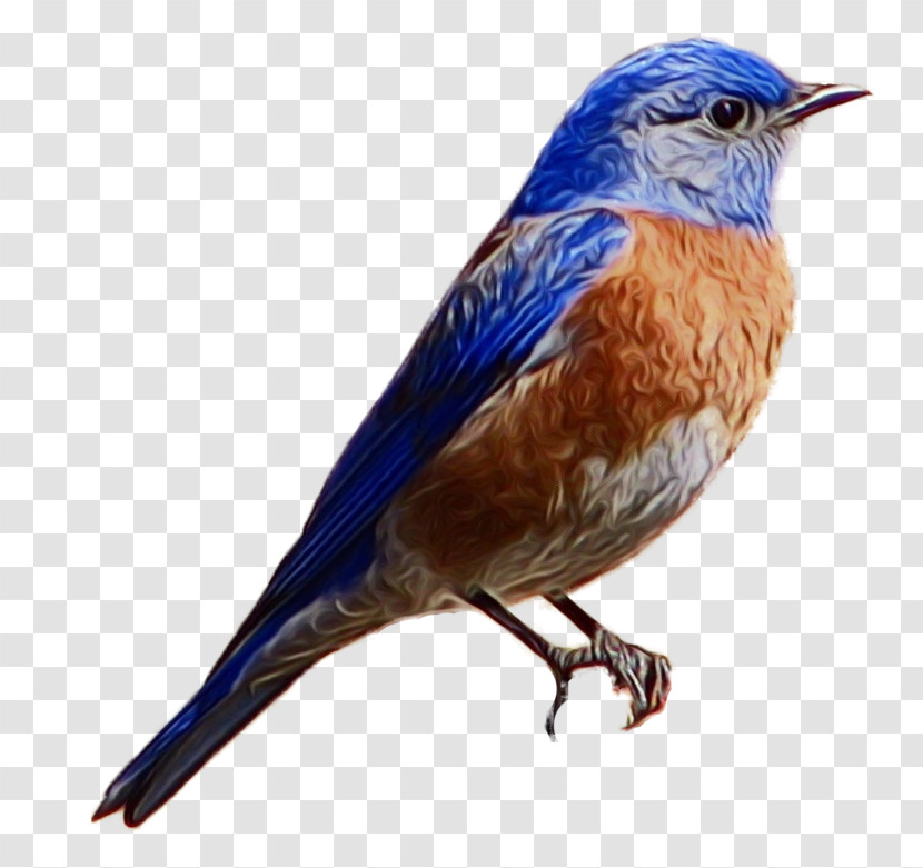 Bird Eastern Bluebird Bluebird Beak Songbird Transparent PNG
