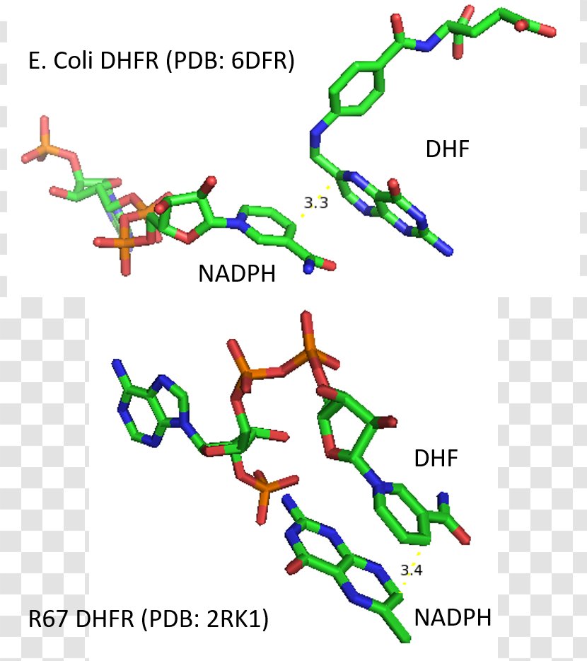 Dihydrofolate Reductase Enzyme Kinetics Dihydrofolic Acid Trimethoprim - Groel Transparent PNG