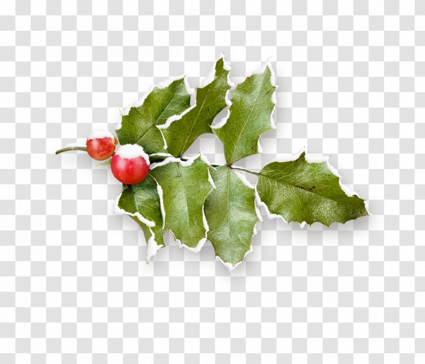 Common Holly Christmas Pomegranate Fruit - Snow Branch Transparent PNG