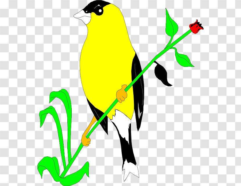 Bird American Goldfinch European Clip Art - Beak Transparent PNG