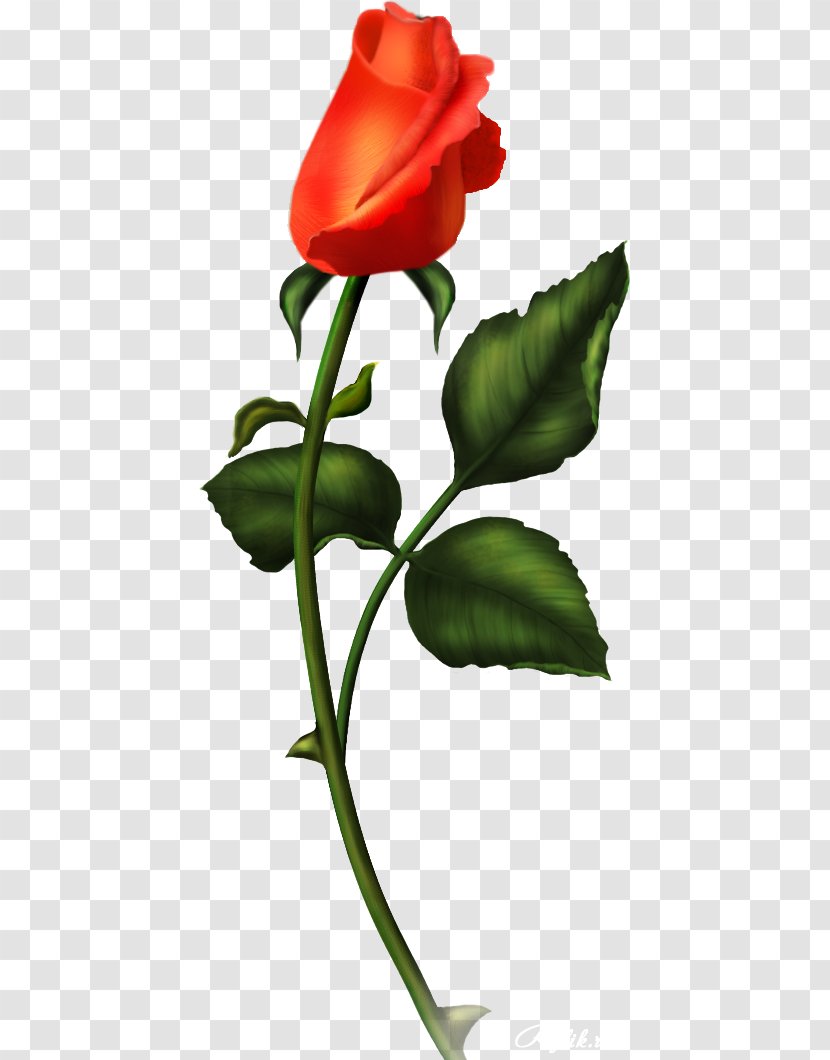 Rose Adobe Photoshop PhotoScape Image - Order - Garden Roses Transparent PNG