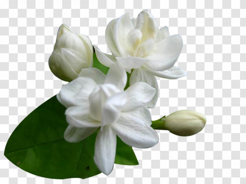 Arabian Jasmine Cape Jasminum Officinale Flower Seed Transparent PNG