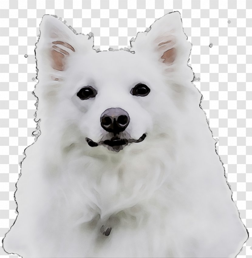 American Eskimo Dog Japanese Spitz Canadian German Mittel Klein - Animal Figure Transparent PNG