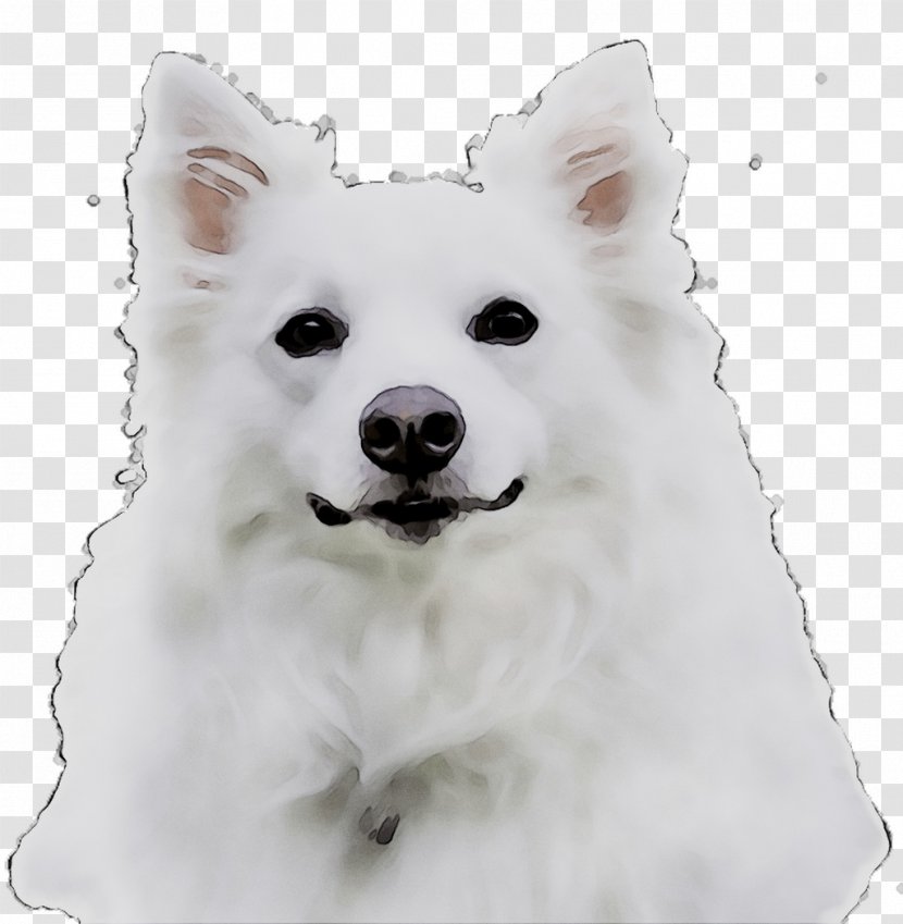 American Eskimo Dog Japanese Spitz Canadian German Mittel Klein Animal Figure Transparent Png