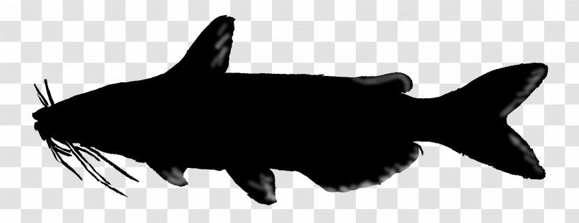 Shark Marine Mammal Fauna Snout Silhouette Transparent PNG