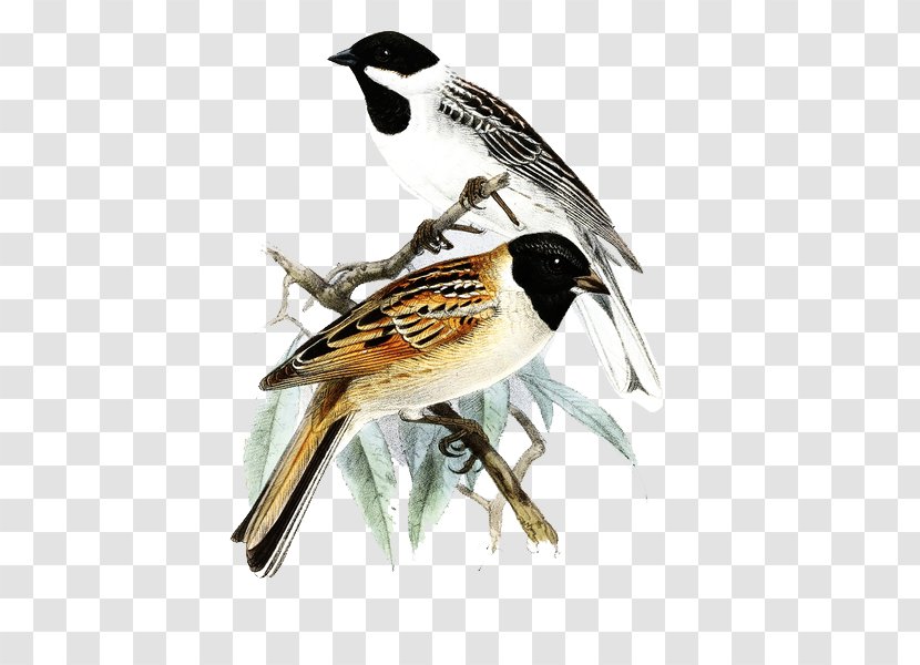 Sparrow Japanese Reed Bunting Common Finch - House - Hand-painted Decorative Painting Transparent PNG