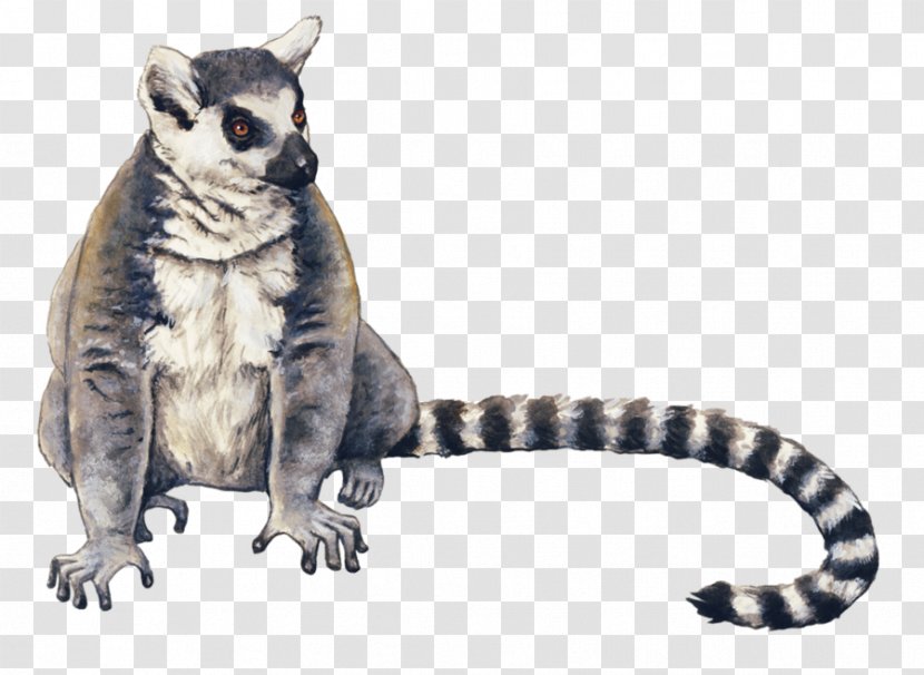 Ring-tailed Lemur Drawing Cat Raccoon - Coati - Lumer Transparent PNG