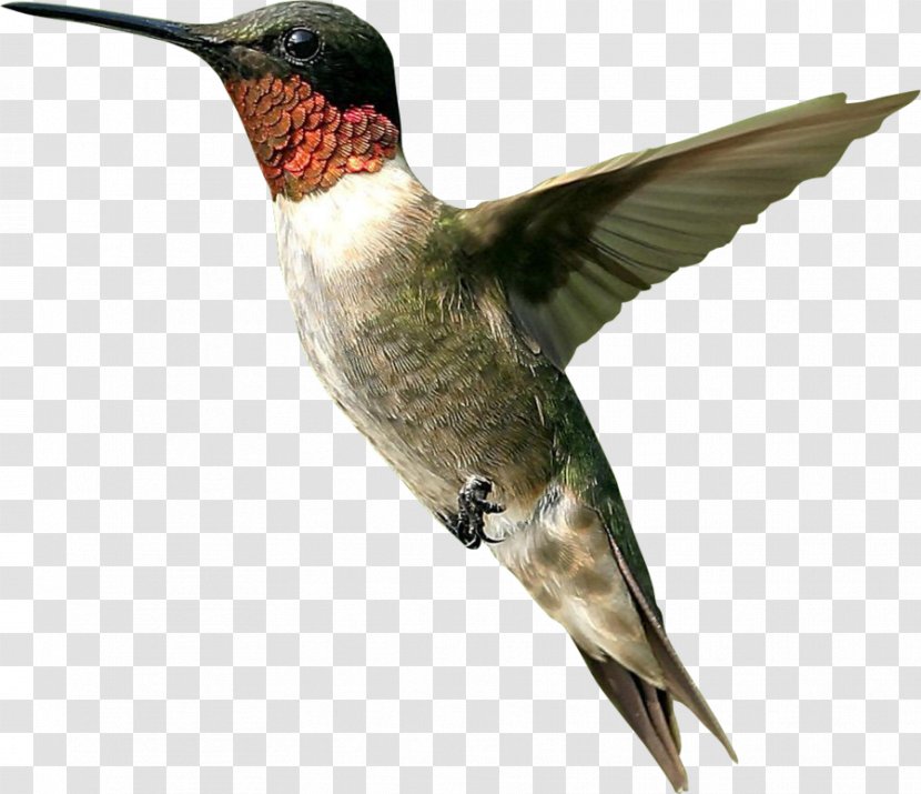 Hummingbird Clip Art - Flock - Bird Transparent PNG