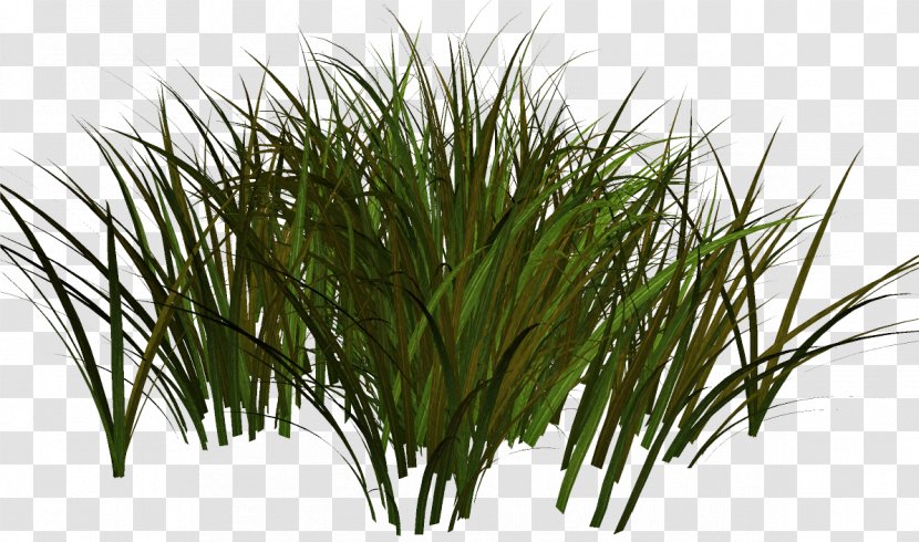 Clip Art Herbaceous Plant Grasses Adobe Photoshop - Plants Transparent PNG