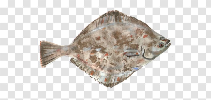 Peacock Flounder Fish Arctic Food Transparent PNG