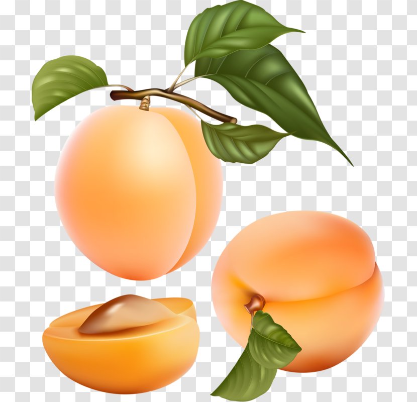 Apricot Fruit Peach Illustration - Fresh Peaches Transparent PNG