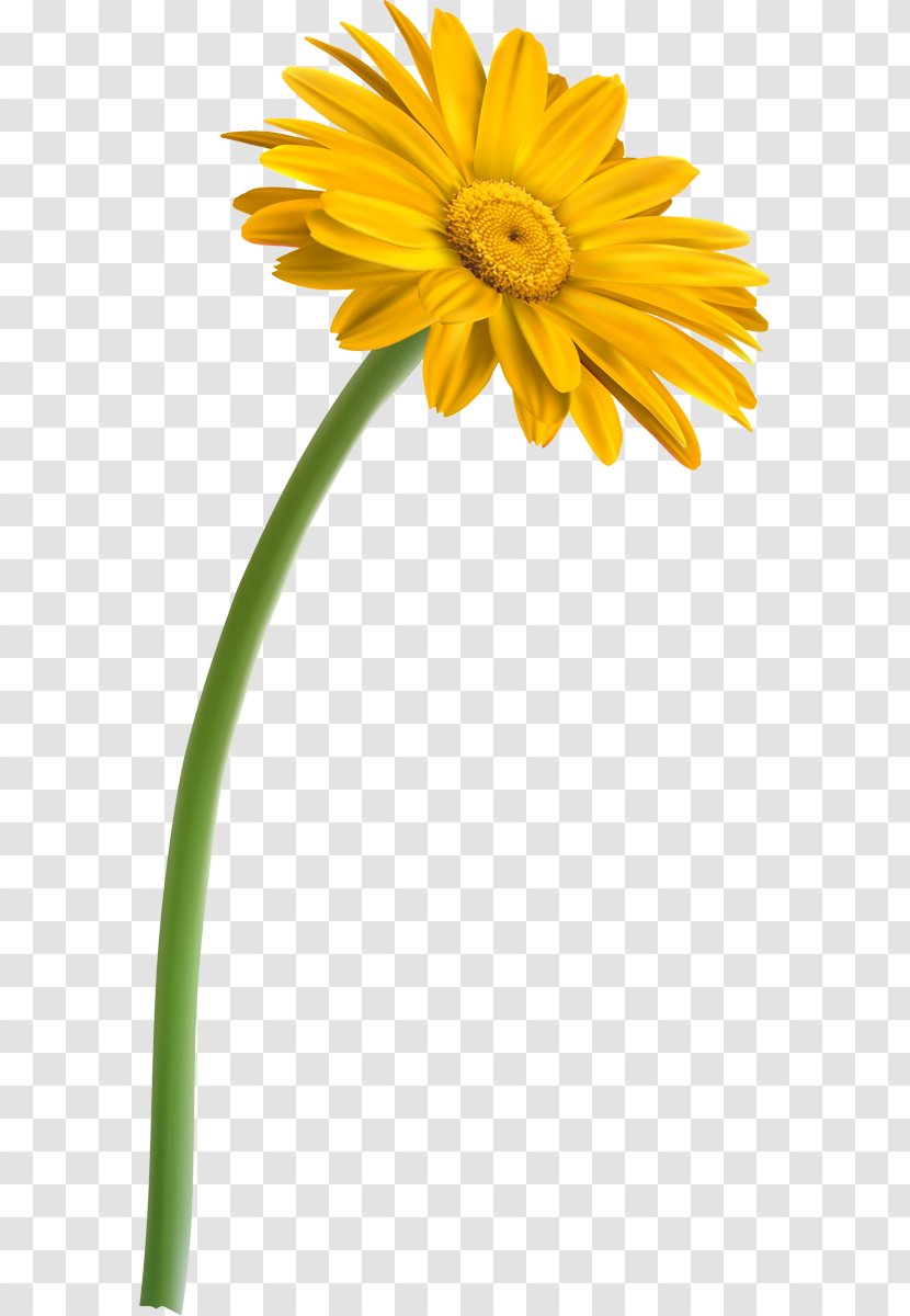 Yellow Transvaal Daisy Red Green - Dandelion - Flower Transparent PNG
