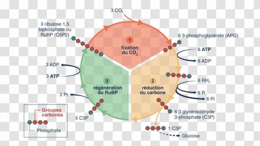 Calvin Cycle Photosynthesis Chemistry Terminale Scientifique Detik - Map - Organique Transparent PNG