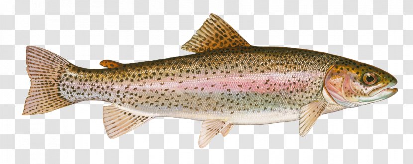 Rainbow Trout Largemouth Bass Cutthroat Fly Fishing - Frame Transparent PNG