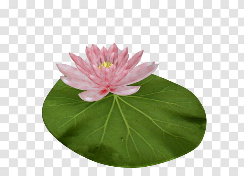 Nelumbo Nucifera Lotus Seed White Clip Art - Floral Board Transparent PNG