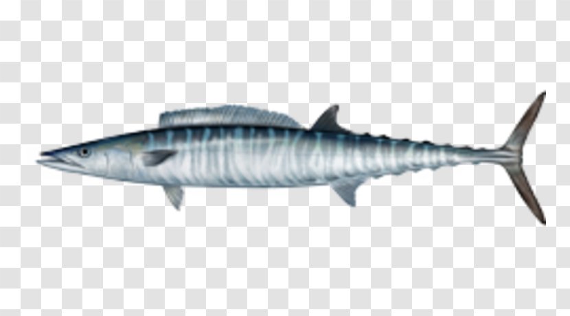 Wahoo Fishing Mackerel Saltwater Fish - Sardine - Mahi-mahi Transparent PNG