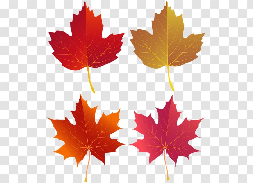 Maple Leaf Clip Art Vector Graphics Image - Royaltyfree - Fallen Castle Transparent PNG