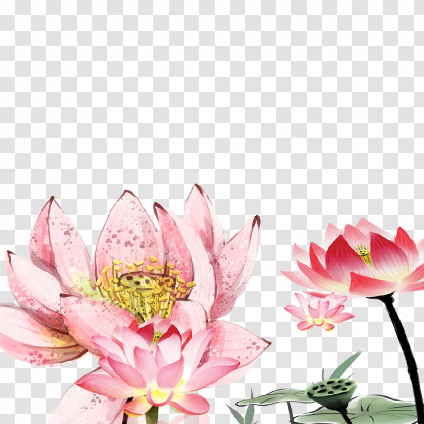 Nelumbo Nucifera Drawing Floral Design - Plant - Lotus Material Transparent PNG
