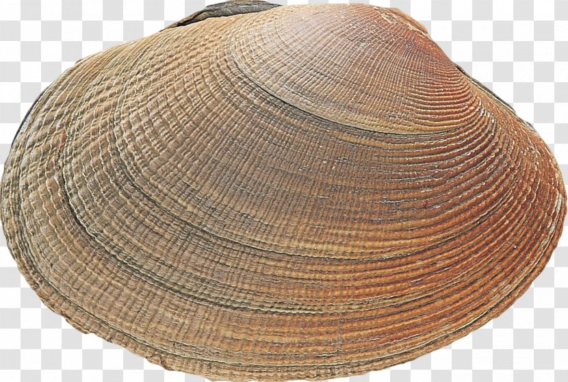 Clam Cockle Mussel Oyster Headgear - Shells Transparent PNG