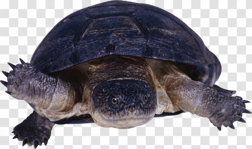 Turtle Reptile - Terrestrial Animal Transparent PNG