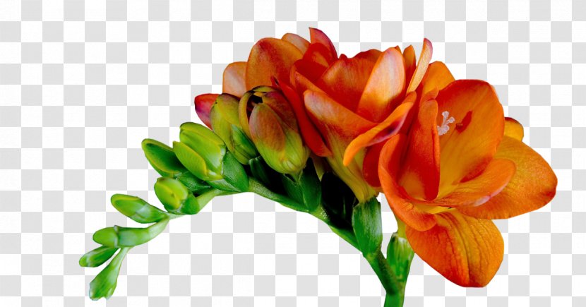 Cut Flowers Tulip Flower Bouquet Floral Design - Freesia Transparent PNG