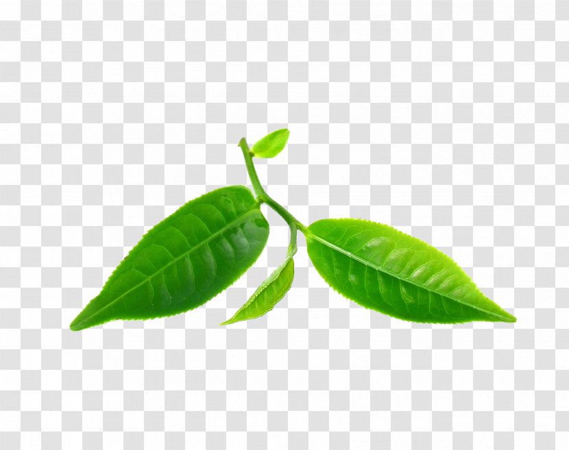 Leaf Tea Tree Oil Green Camellia Sinensis Essential - Bud - Camphor Transparent PNG
