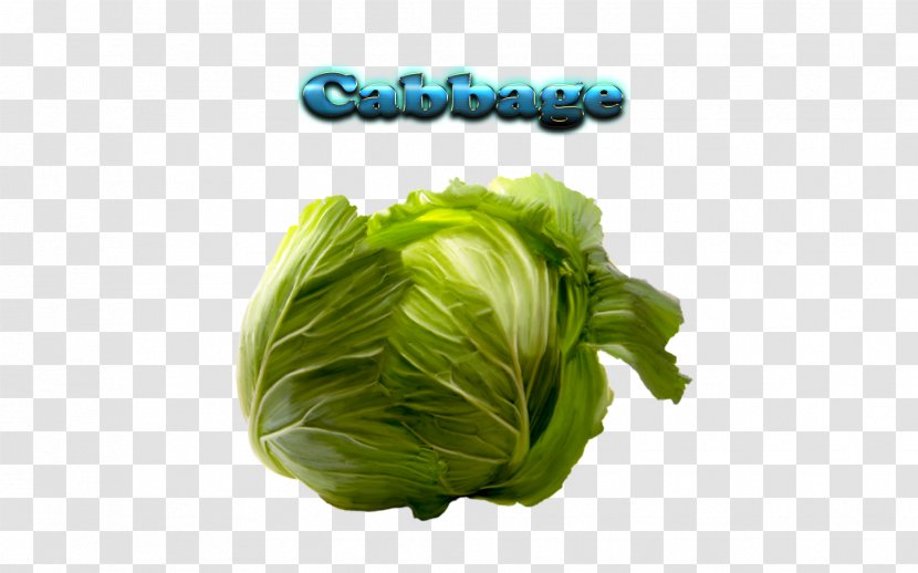 Romaine Lettuce Cabbage Collard Greens Cruciferous Vegetables Spring - Melon - Cabbagehd Transparent PNG