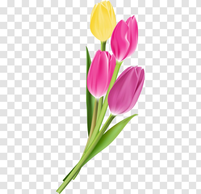 Flower Tulip Photography - Drawing - Beautiful Tulips Transparent PNG