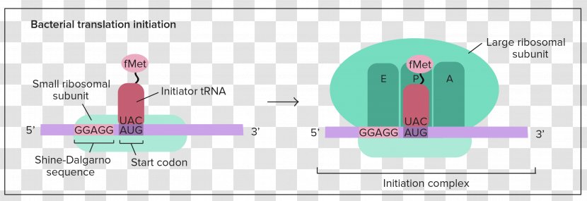 Translation RNA Polipeptide Cell Transcription Preinitiation Complex - Tree - Watercolor Transparent PNG