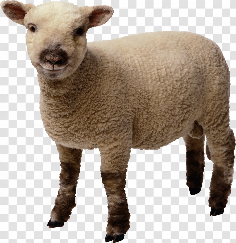 Sheep Lamb And Mutton Clip Art - Sticker - Little Image Transparent PNG