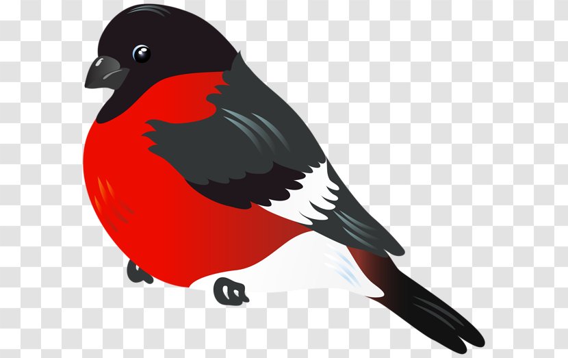 Bird Parrot Northern Cardinal Clip Art Transparent PNG