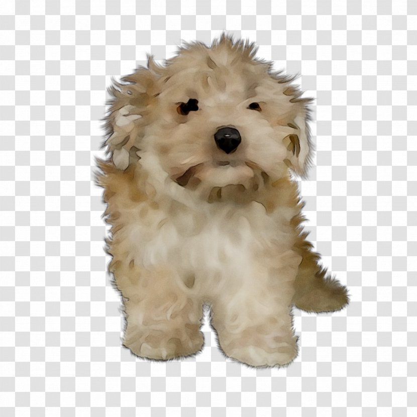 Cockapoo Cavapoo Miniature Poodle Schnoodle Goldendoodle - Bolonka - Companion Dog Transparent PNG