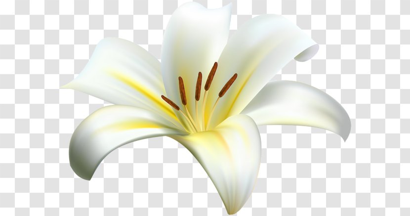 Lilium Clip Art - Flower Transparent PNG