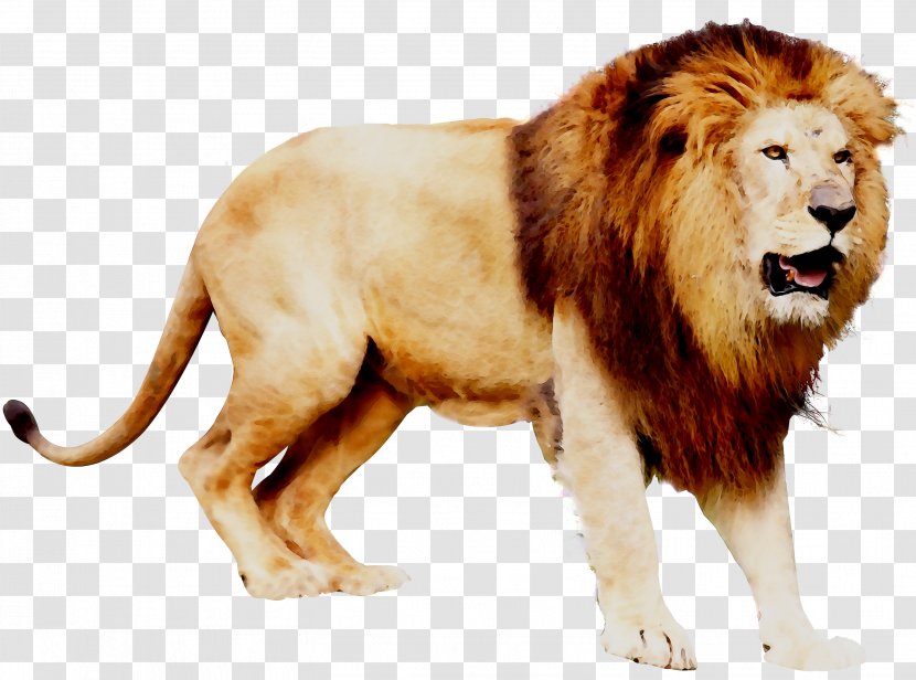 Lion Big Cat Terrestrial Animal Fur - Mammal Transparent PNG