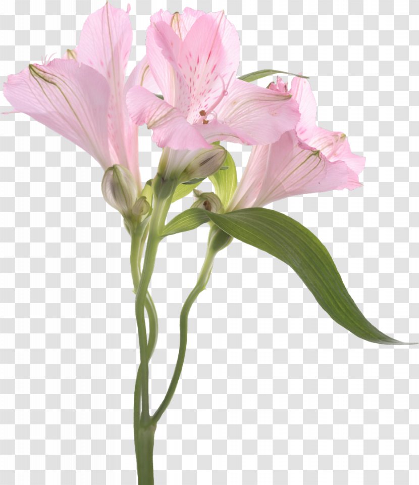 Cut Flowers Lily Of The Incas Plant Pink - Herbaceous - Chamomile Transparent PNG