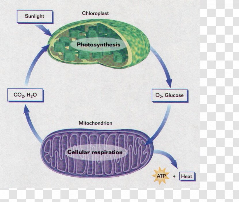 Cellular Respiration Photosynthesis Organism - Circulatory System Transparent PNG