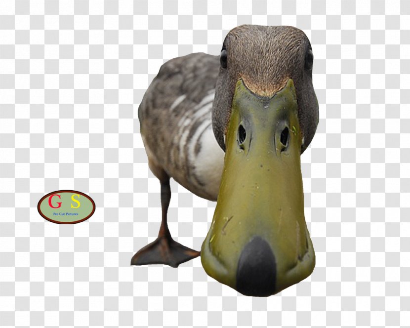 Duck Water Bird Paw - Eenadu Transparent PNG