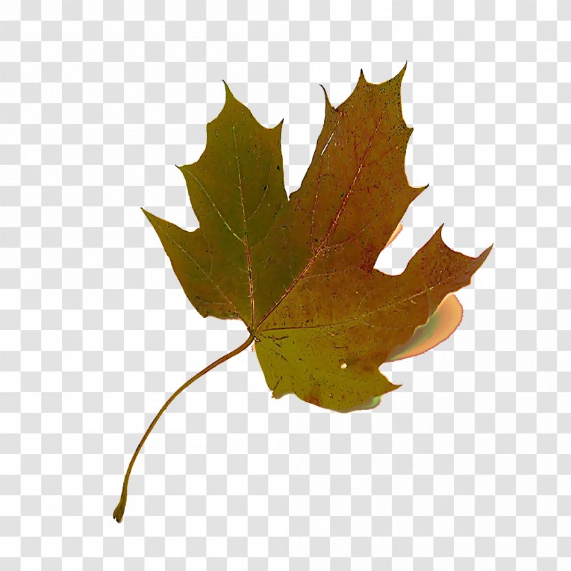 Maple Leaf - Plant - Deciduous Holly Transparent PNG