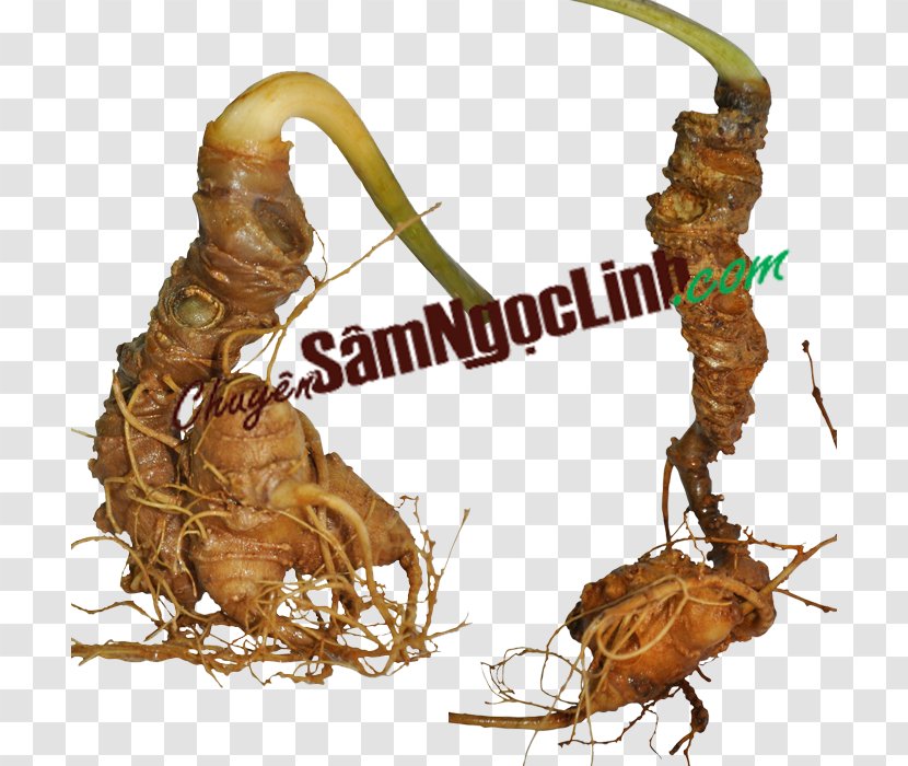 Ngọc Linh Panax Vietnamensis Sâm Asian Ginseng Saponin - Medicinal Plants - Disease Transparent PNG