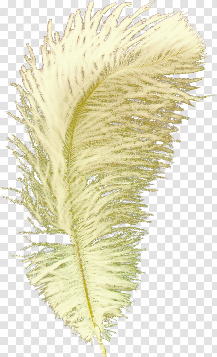 Feather Bird Goose Quill - Pictures Transparent PNG