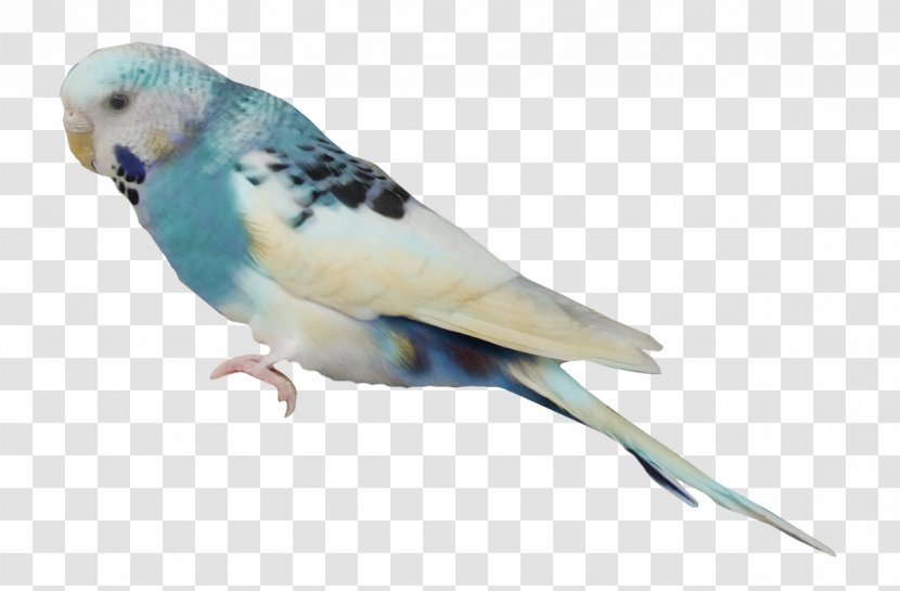 Budgerigar Parrot Lovebird - Small Transparent PNG