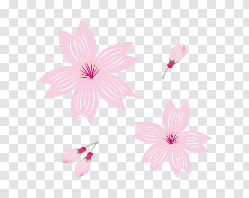 Flowering Plant Floral Design Petal - Cherry Blossoms Transparent PNG