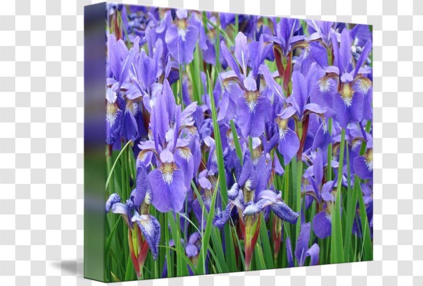 Northern Blue Flag Sweet Iris Flower Data Set Garden - Red Transparent PNG